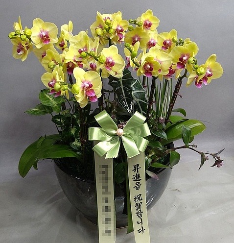 糭 