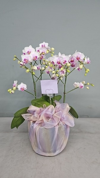 ڱ⼭
